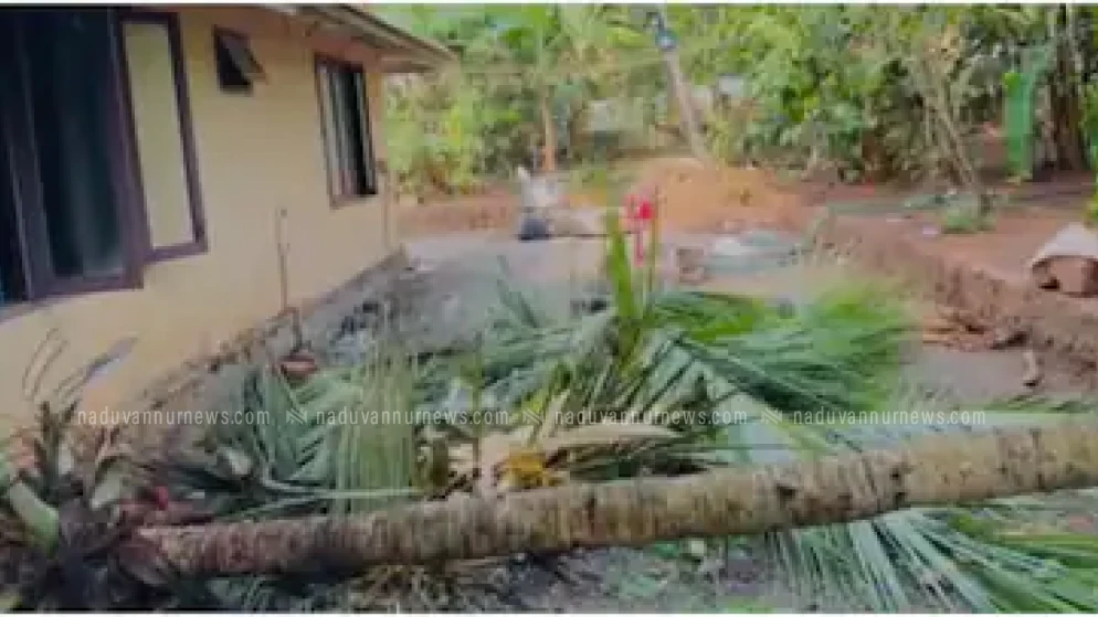 ഇഫ്താ൪ സംഗമത്തിനിടെ തെങ്ങ് കടപുഴകി വീണ് അപകടം