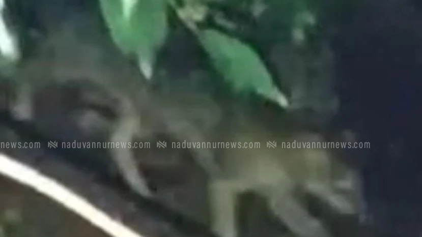 പൂനത്ത് പുലിയിറങ്ങി ? പരിഭ്രാന്തരായി നാട്ടുകാർ