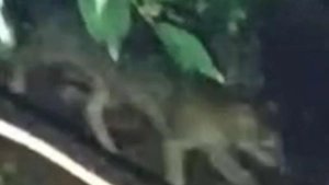 
                        പൂനത്ത് പുലിയിറങ്ങി ? പരിഭ്രാന്തരായി നാട്ടുകാർ