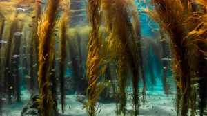 
                        ഇരിങ്ങൽ സർഗാലയയിൽ മെയ് 13 വരെ 