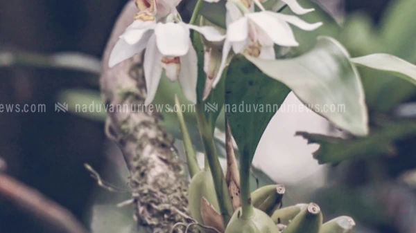  കാപ്പാട് ബീച്ച് വാക്ക്-വേയിലെ മരങ്ങളിൽ ഓർക്കിഡ് വസന്തം