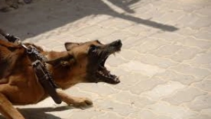 
                        കോഴിക്കോട് തെരുവുനായ ആക്രമണത്തിൽ അഞ്ചുവയസുകാരന് പരിക്ക്