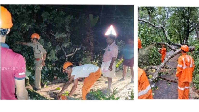  മഴ ശക്തമായി; പേരാമ്പ്രയിൽ പലയിടങ്ങളിലായി മരംവീണ് ഗതാഗത തടസ്സം 