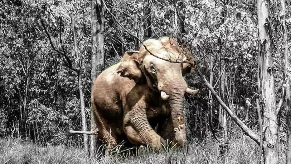 തൃശൂര്‍ മലക്കപ്പാറയില്‍ കാട്ടാന ആക്രമണം; സ്ത്രീ മരിച്ചു