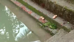 
                        പള്ളിക്കുളത്തിൽ കുളിക്കാനിറങ്ങിയ 2 കുട്ടികൾ മുങ്ങിമരിച്ചു