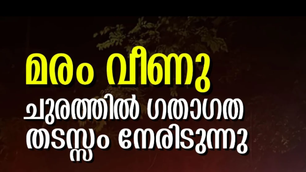 താമരശ്ശേരി ചുരം ഒമ്പതാം വളവിൽ മരം വീണ് ഗതാഗതം തടസ്സപ്പെട്ടു
