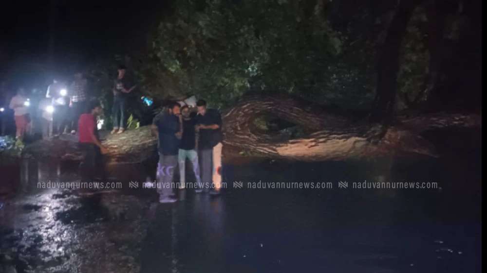 കൊയിലാണ്ടി പാലക്കുളത്ത് ദേശീയപാതയിൽ വൻമരം കടപുഴകി വീണ് ഗതാഗതം സ്തംഭിച്ചു