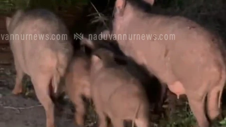  ഉള്ള്യേരിയിൽ കാട്ടുപന്നി ശല്യം രൂക്ഷമായി; കർഷകർ ആശങ്കയിൽ