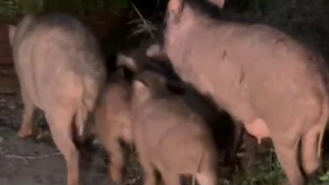 ഉള്ള്യേരിയിൽ കാട്ടുപന്നി ശല്യം രൂക്ഷമായി; കർഷകർ ആശങ്കയിൽ