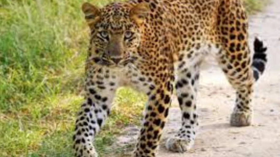  വൈത്തിരി ഒലീവ് മലയിൽ പുലിയിറങ്ങി; വളർത്തുനായയെ ആക്രമിച്ചു