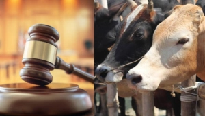 ഗുജറാത്തില്‍ പശുവിനെ കൊന്നതിന് മൂന്നുപേര്‍ക്ക് ജീവപര്യന്തം; രാജ്യചരിത്രത്തിലാദ്യം