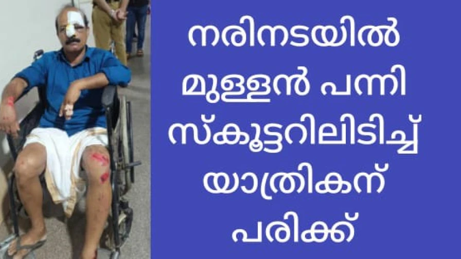  ചക്കിട്ട പാറയിൽ മുള്ളൻപന്നി സ്കൂട്ടറിൽ ഇടിച്ച് യാത്രക്കാരന് ഗുരുതര പരിക്ക്