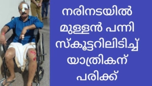 ചക്കിട്ട പാറയിൽ മുള്ളൻപന്നി സ്കൂട്ടറിൽ ഇടിച്ച് യാത്രക്കാരന് ഗുരുതര പരിക്ക്