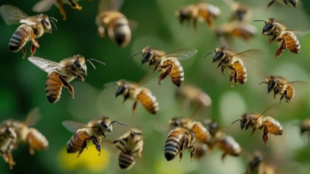  കുറ്റ്യാടി കായക്കൊടിയിൽ തേനീച്ചയുടെ കുത്തേറ്റ് നാല് പേർക്ക് പരിക്കേറ്റു