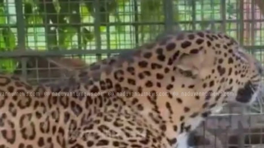  ചീരാൽ  ജനവാസ മേഖലയിൽ ഭീതി പരത്തിയ പുലി ഒടുവിൽ കൂട്ടിലായി