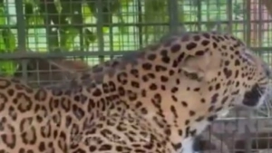 
                        ചീരാൽ  ജനവാസ മേഖലയിൽ ഭീതി പരത്തിയ പുലി ഒടുവിൽ കൂട്ടിലായി