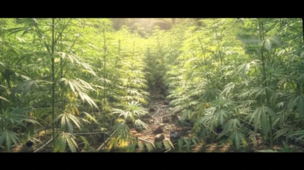  അഗളിയിൽ വൻ കഞ്ചാവ് തോട്ടം; 60 സെൻ്റിൽ പതിനായിരത്തോളം ചെടികൾ, നശിപ്പിച്ച് പൊലീസ്