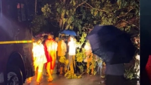 
                        ദേശീയപാതയിൽ പാലക്കുളത്ത് വൻ മരം കടപുഴകി വീണ് ഗതാഗത തടസ്സം; ഒഴിവായത് വൻ ദുരന്തം