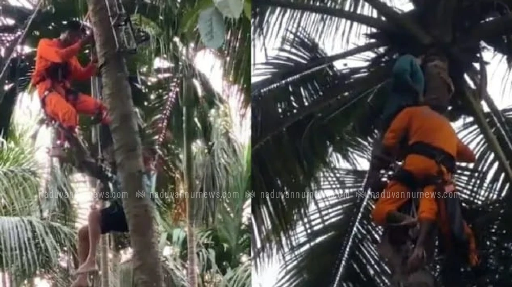 തെങ്ങിൽ കുടുങ്ങിയ യുവാവിനെ അഗ്‌നിശമനസേന അതിസാഹസികമായി രക്ഷപ്പെടുത്തി