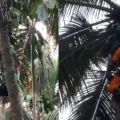 തെങ്ങിൽ കുടുങ്ങിയ യുവാവിനെ അഗ്നിശമനസേന അതിസാഹസികമായി രക്ഷപ്പെടുത്തി തെങ്ങിൽ കുടുങ്ങിയ യുവാവിനെ അഗ്നിശമനസേന അതിസാഹസികമായി രക്ഷപ്പെടുത്തി