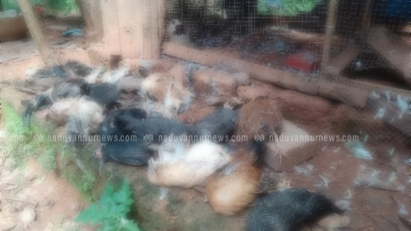 ചെറുവണ്ണൂരിൽ അജ്ഞാത ജീവിയുടെ ആക്രമണം; കോഴികൾ ചത്ത നിലയിൽ