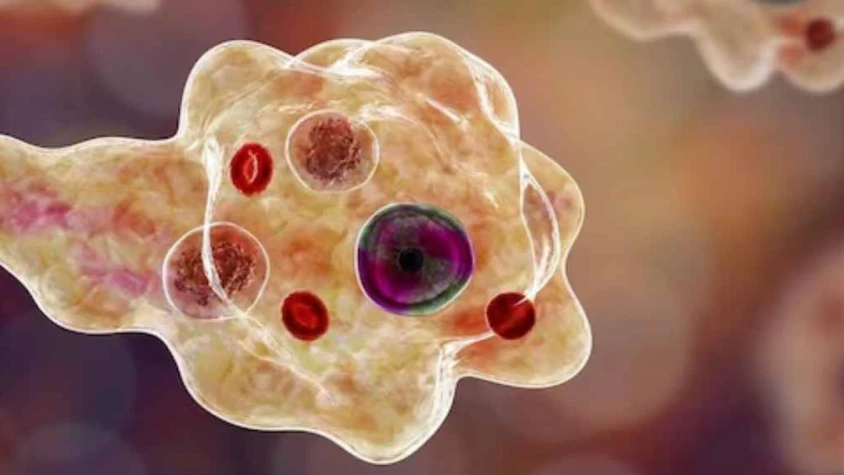  തിരുവനന്തപുരത്ത് അമീബിക് മസ്തിഷ്ക ജ്വരം ബാധിച്ച് ചികിത്സയിലിരുന്ന വീട്ടമ്മ മരിച്ചു