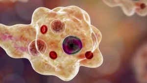 തിരുവനന്തപുരത്ത് അമീബിക് മസ്തിഷ്ക ജ്വരം ബാധിച്ച് ചികിത്സയിലിരുന്ന വീട്ടമ്മ മരിച്ചു തിരുവനന്തപുരത്ത് അമീബിക് മസ്തിഷ്ക ജ്വരം ബാധിച്ച് ചികിത്സയിലിരുന്ന വീട്ടമ്മ മരിച്ചു