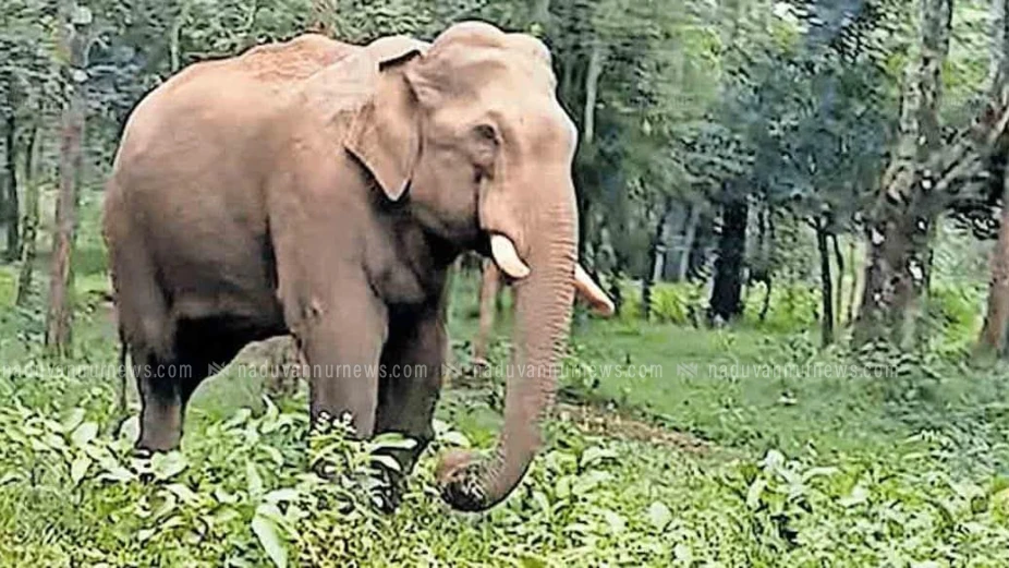  പേരാമ്പ്രമുതുകാട്ടിൽ എസ്റ്റേറ്റ് വാച്ചറെ കാട്ടാന ആക്രമിച്ചു 