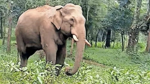 
                        പേരാമ്പ്രമുതുകാട്ടിൽ എസ്റ്റേറ്റ് വാച്ചറെ കാട്ടാന ആക്രമിച്ചു 