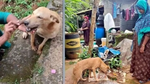 
                        വായിൽ കുടുങ്ങിയ എല്ലെടുത്ത് ജീവൻ രക്ഷിച്ച നസീറയെ കാണാൻ തെരുവുനായ വീണ്ടും എത്തി