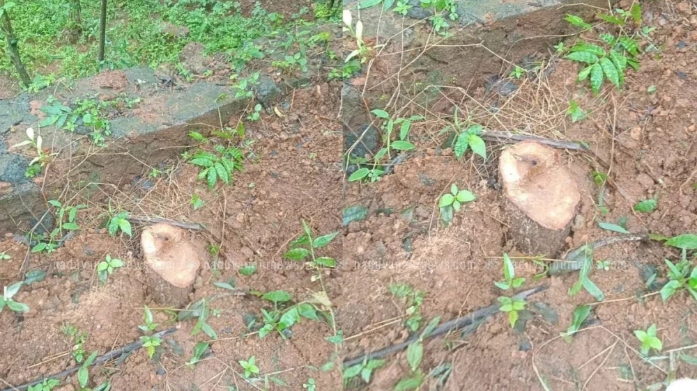  നടുവത്തൂർ തത്തം വള്ളിപ്പൊയിലിൽ വീണ്ടും ചന്ദനമരങ്ങൾ മോഷ്ടിക്കപ്പെട്ടു