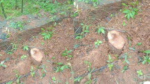 
                        നടുവത്തൂർ തത്തം വള്ളിപ്പൊയിലിൽ വീണ്ടും ചന്ദനമരങ്ങൾ മോഷ്ടിക്കപ്പെട്ടു