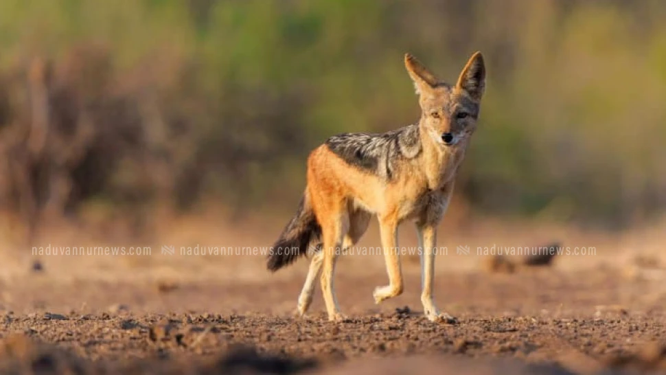 നാദാപുരത്ത് കുറുക്കൻ ആക്രമണത്തിൽ പഞ്ചായത്ത് മെമ്പർ ഉൾപ്പെടെ രണ്ടുപേർക്ക് പരിക്ക്