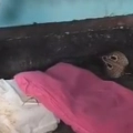 വീട്ടിൽ നിന്നും മൂർഖൻ പാമ്പിനെ പിടികൂടി