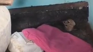 വീട്ടിൽ നിന്നും മൂർഖൻ പാമ്പിനെ പിടികൂടി