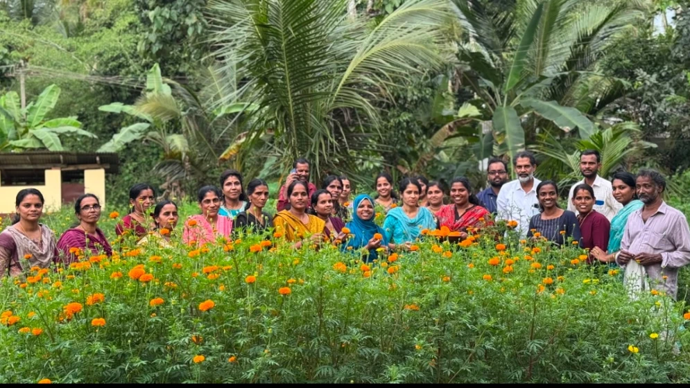  ഓണത്തെ വരവേൽക്കാൻ ചെണ്ടുമല്ലി കൃഷി വിളവെടുത്തു.