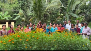 ഓണത്തെ വരവേൽക്കാൻ ചെണ്ടുമല്ലി കൃഷി വിളവെടുത്തു.