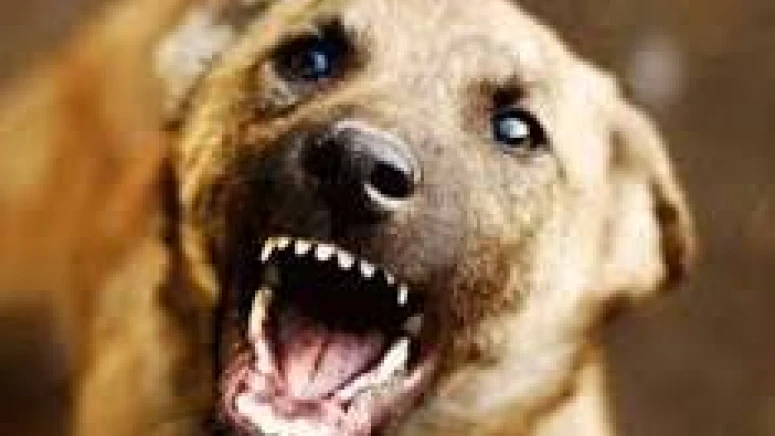  പേരാമ്പ്ര, കൂത്താളി , നൊച്ചാട് പഞ്ചായത്തുകളിൽ തെരുവുനായ ആക്രമണം