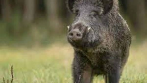 കാട്ടുപന്നികളെ കൊല്ലാൻ ഷൂട്ടര്‍മാര്‍ക്ക് നിയന്ത്രണം ഏര്‍പ്പെടുത്തിയ ഉത്തരവ് മരവിപ്പിക്കാന്‍ സർക്കാർ നിര്‍ദേശം