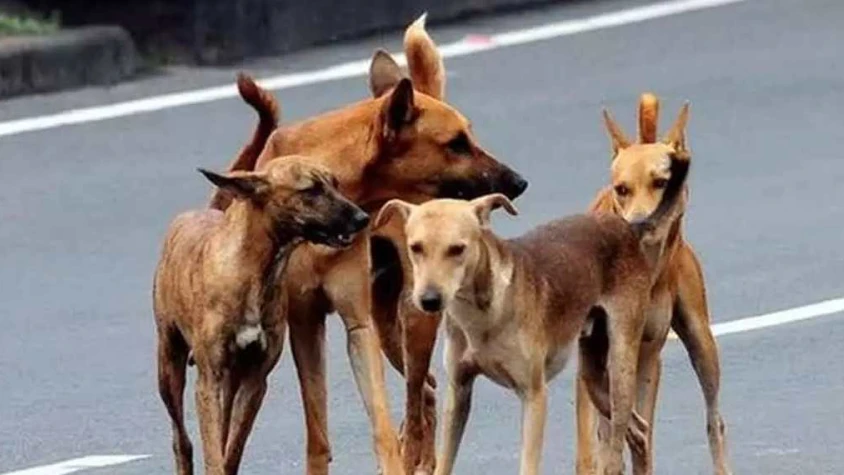  തെരുവുനായ കടിച്ചത് 42 തവണ; ആലപ്പുഴയില്‍ ഗുരുതരമായി പരിക്കേറ്റ് യുവാവ്