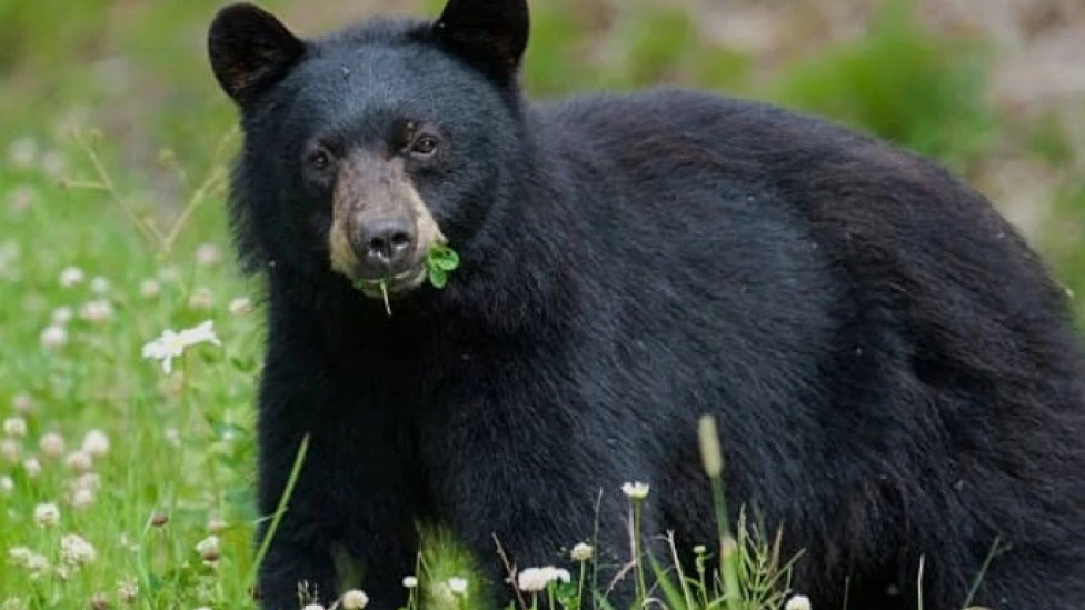 കണയങ്കോട്ട് വീട്ടുവളപ്പിൽ കരടിയുടെ സാന്നിധ്യം?
