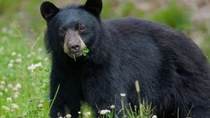 കണയങ്കോട്ട് വീട്ടുവളപ്പിൽ കരടിയുടെ സാന്നിധ്യം?