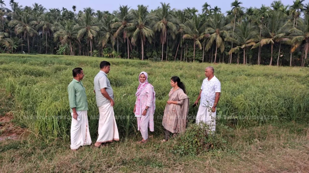  മുയിപ്പോത്ത് കഴുക്കോട് പാടശേഖരത്തിൽ കാട്ടു പന്നി ശല്യം 