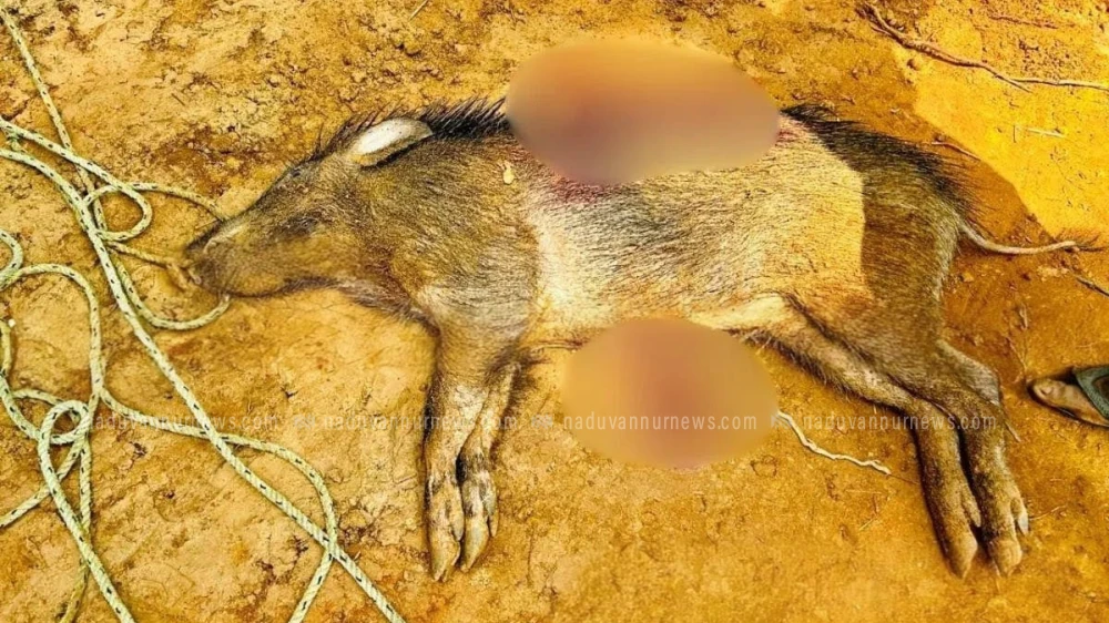  കൊയിലാണ്ടി പെരുവട്ടൂരിലും കാട്ടുപന്നി ശല്യം രൂക്ഷമായി