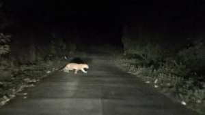 താമരശ്ശേരി ചുരത്തിൽ ഇന്ന് ഗതാഗത നിയന്ത്രണം യാത്രക്കാർ ശ്രദ്ധിക്കുക