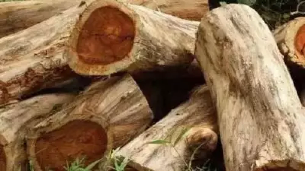  മുട്ടിൽ മരം മുറി കേസ്; പ്രതികള്‍ക്ക് തിരിച്ചടി