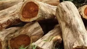 മുട്ടിൽ മരം മുറി കേസ്; പ്രതികള്‍ക്ക് തിരിച്ചടി