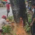 സ്റ്റേറ്റ് ഹൈവേയിലെ അപകടകരമായ മരം മുറിച്ചു നീക്കി