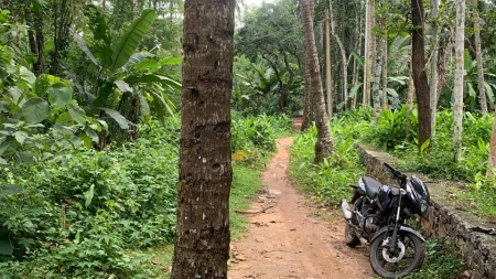  കനാൽ റോഡിലുള്ള മരങ്ങൾ മുറിച്ചു മാറ്റണം