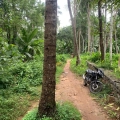കനാൽ റോഡിലുള്ള മരങ്ങൾ മുറിച്ചു മാറ്റണം
